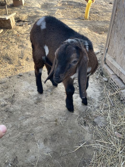 Tapisori anglo Nubian disponibili