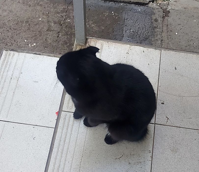 Котик в добрые руки
