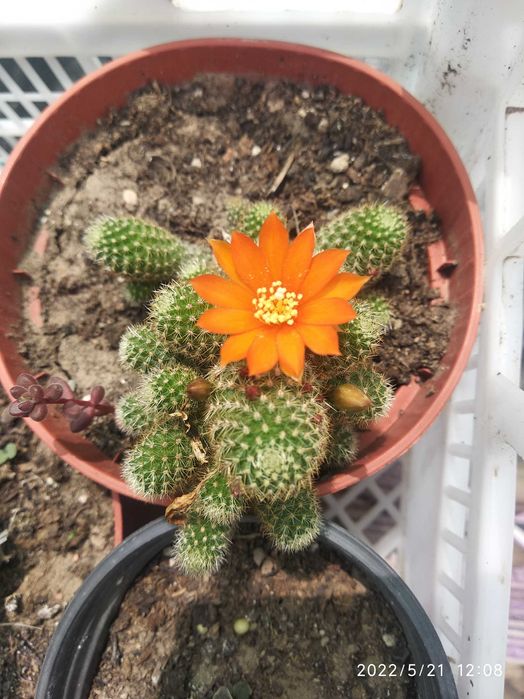 Цветы комнатные разные