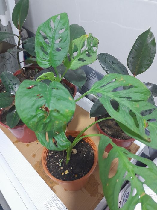 Монстера Monstera Mankey 40 ming so'm Tez o'syapti yangi barglari chiq