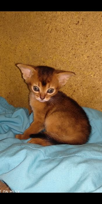 Продается котёнок