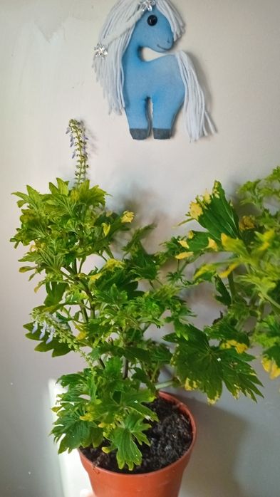 Комнатные цветы  продам.