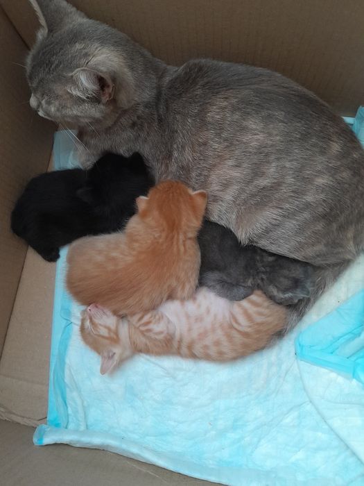 Отдам котят в добрые руки.