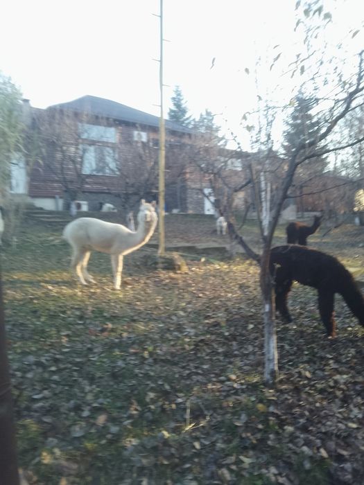 Vând lama Alpaca