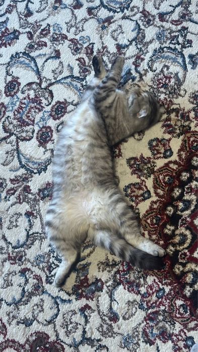 Шотландская вислоухая кошка Scottish Fold qizbola 1-yoshda