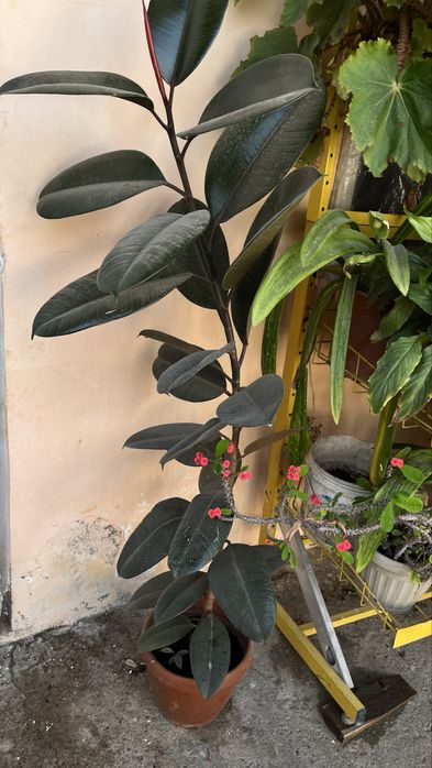 Цветы для дома за 2000 тг