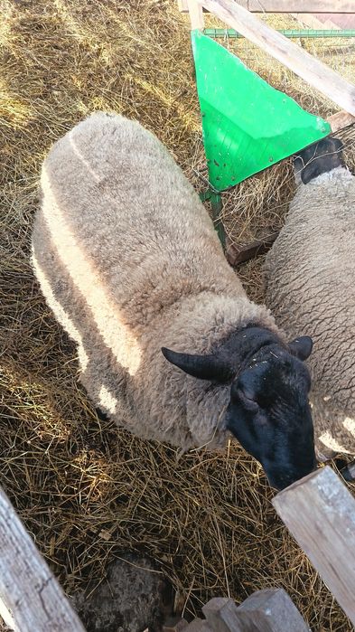 Vând berbec Suffolk