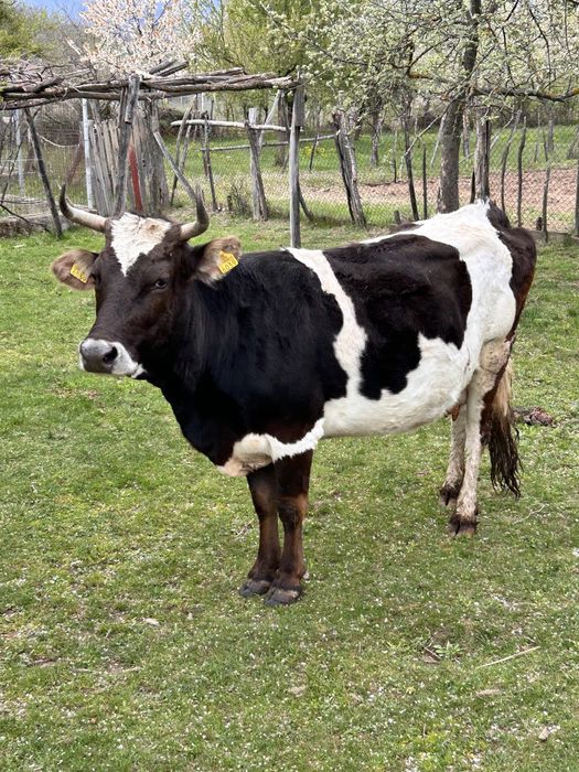 Bălțată românească