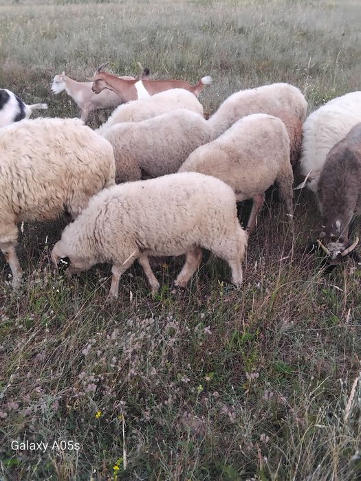 Vând 7 oi tinere,un berbec tânăr și 3 mielute