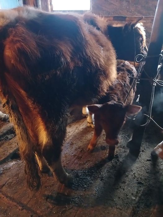 Продам 3  коровы  , 2 коровы с теленком