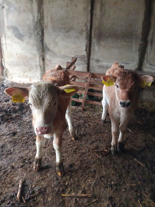 Vând doi vitei rasă