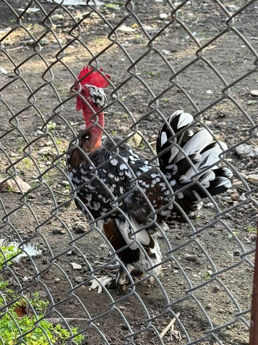 Vand pereche,cocosel si gainuse liliputi