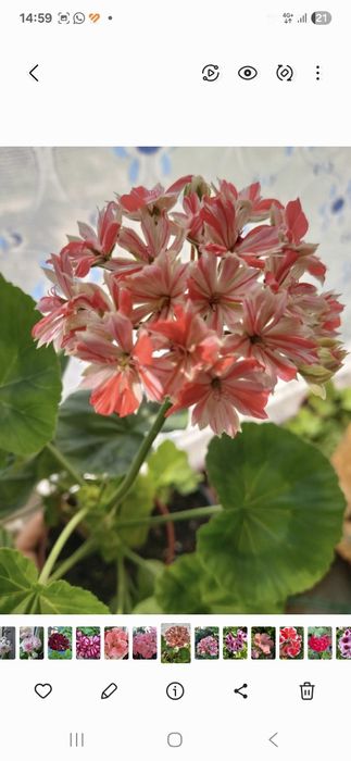 Продам разные пеларгонии