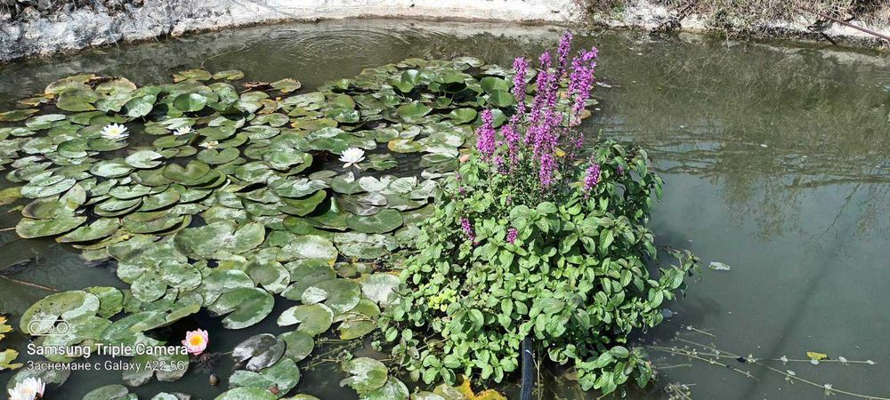 Риби таранка,златни и Кои, изграждане на градински езерца