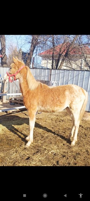 Продам жеребенка