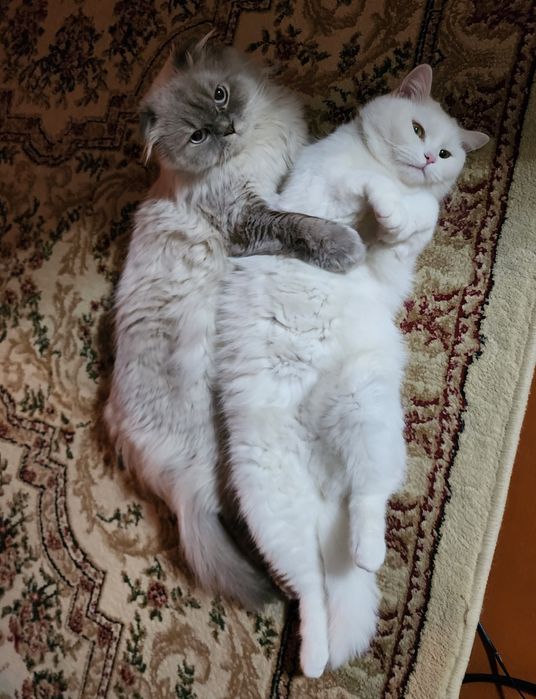 Rus porno anal xotini xususiy yalangoch