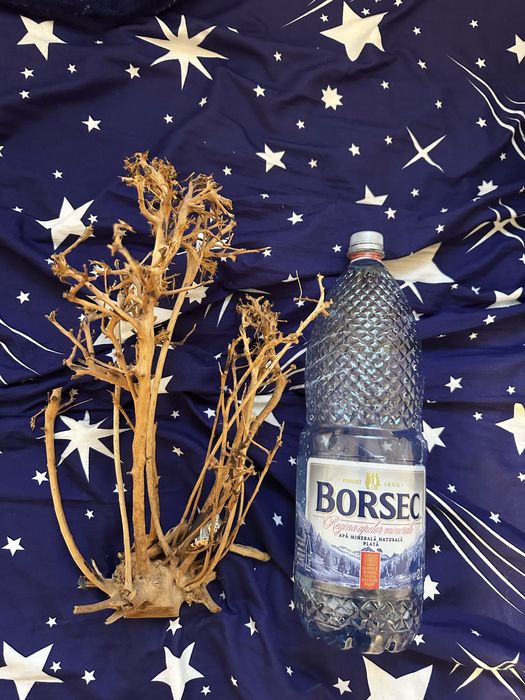 Bonsai acvaristica acvariu