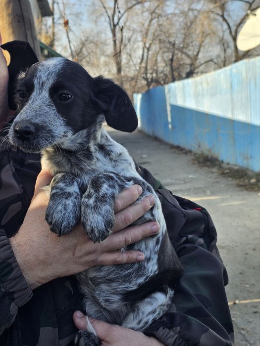 Отдам в хорошие руки щенка