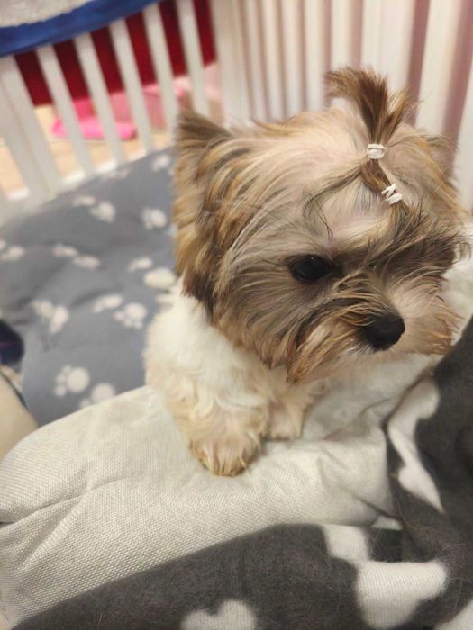 Йоркширски териер