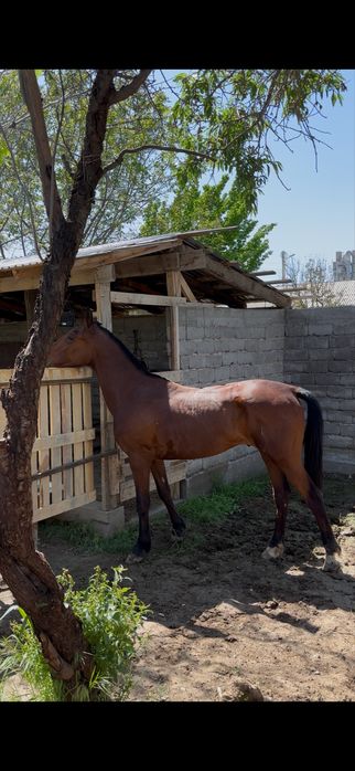 2 жасар құанан сатылады
