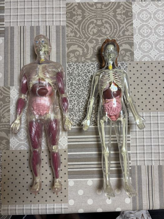 Човешко тяло деагостини