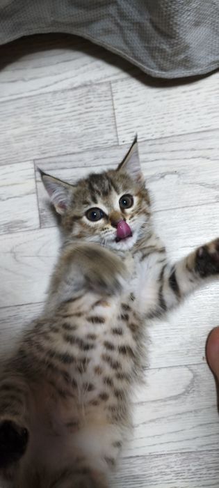Отдаю котят в хорошие руки