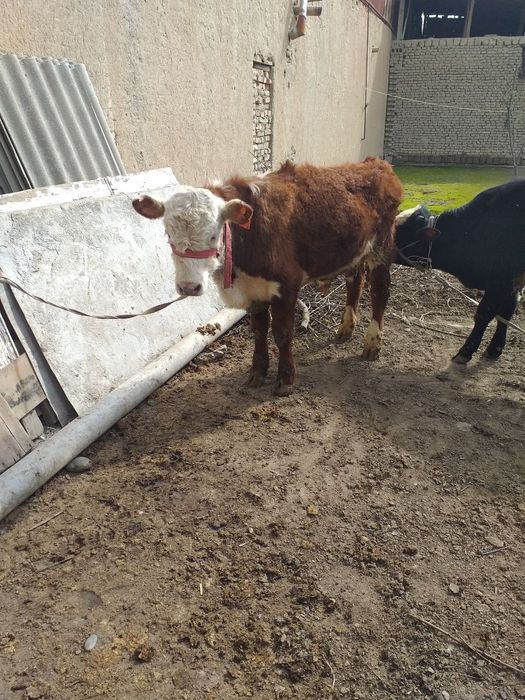 Simmental buqa sotiladi