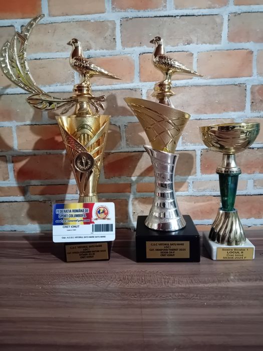 Porumbei voiajori sport