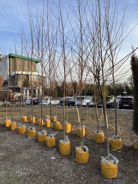 Лола дарахти lola daraxti тюльпаны дерево