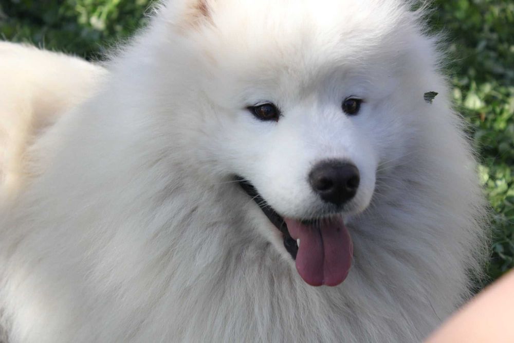 самоед бебета чистокръвни