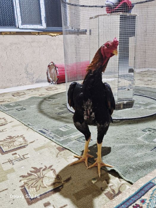 Шоже Кораз сатылалы