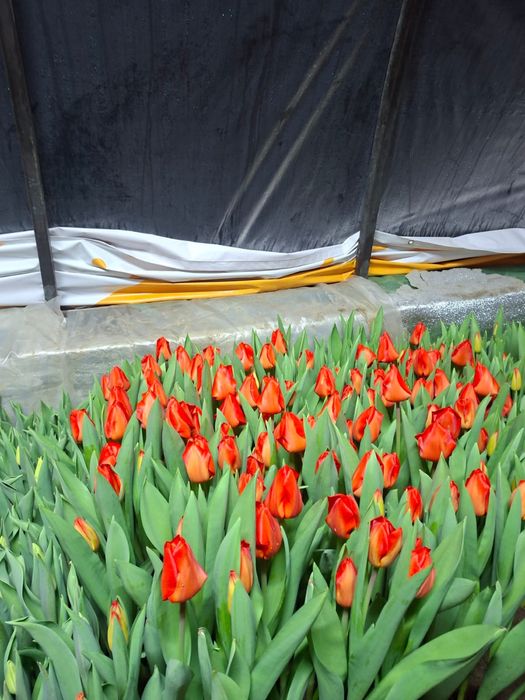 Тюльпаны из теплицы