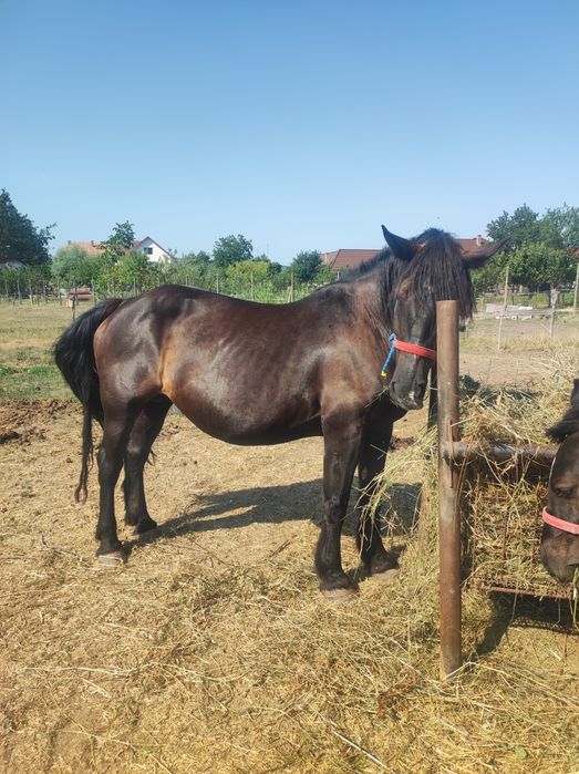 vand sau schimb iapa de 8 ani de ungaria cu manz si gestanta