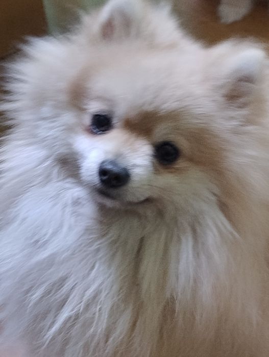 Померан , 2 момчета на 1 г.