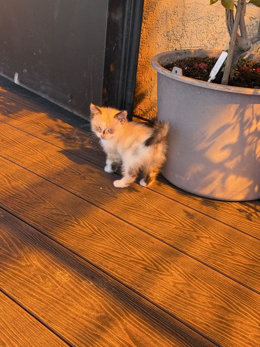 Отдам котят только в добрые руки !