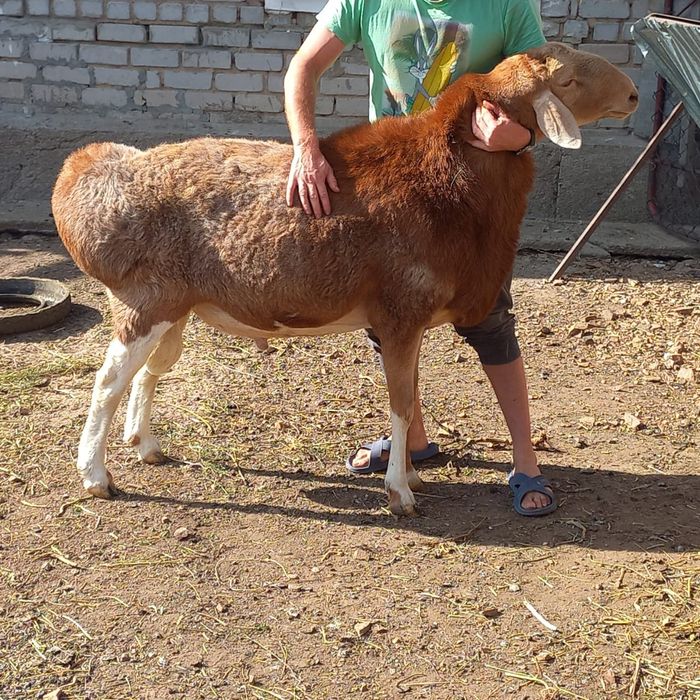 Продам кошкара арашан