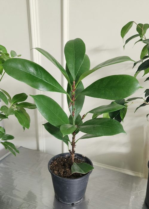 Продам комнаты цветы