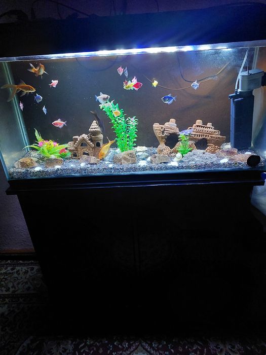 Akvarium hamma narsalari bilan sotiladi
