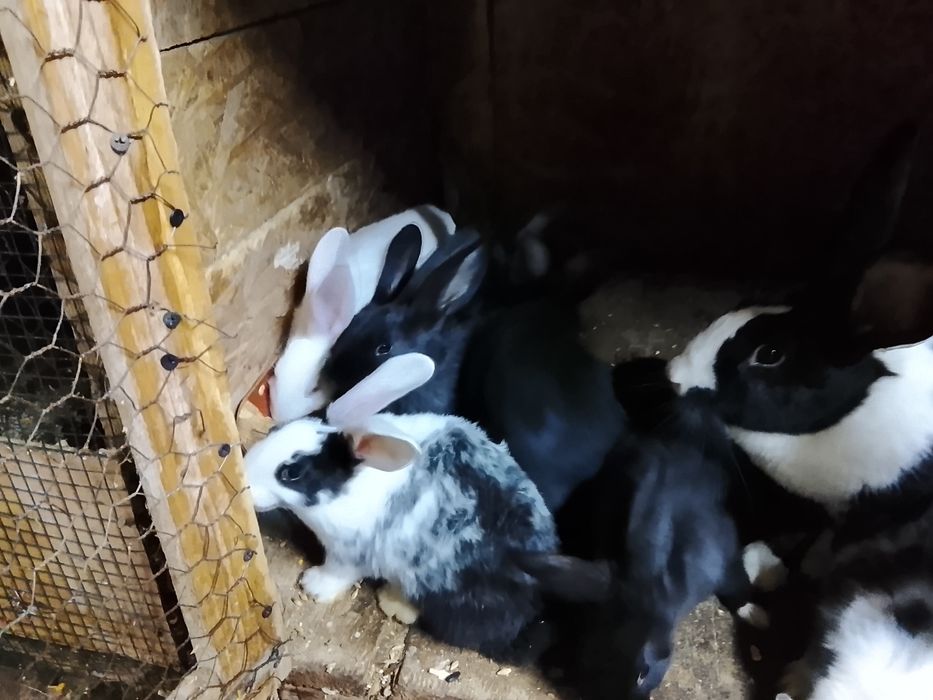 Vând iepuri hycole francez și Panon