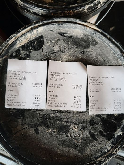 Vând grâu panificație