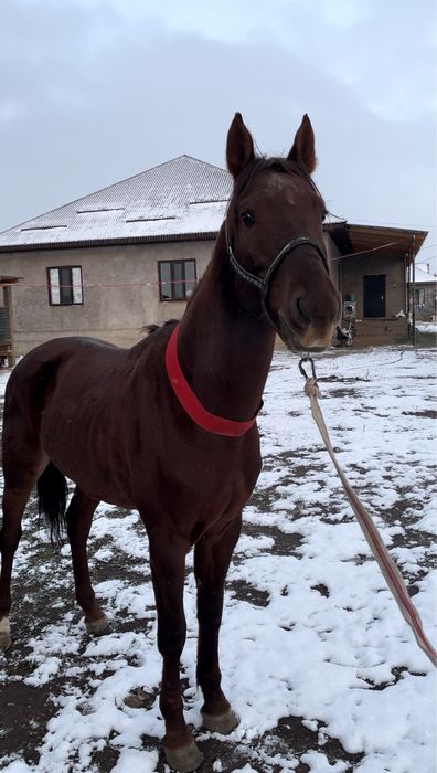 Айғыр сатылады көкпар