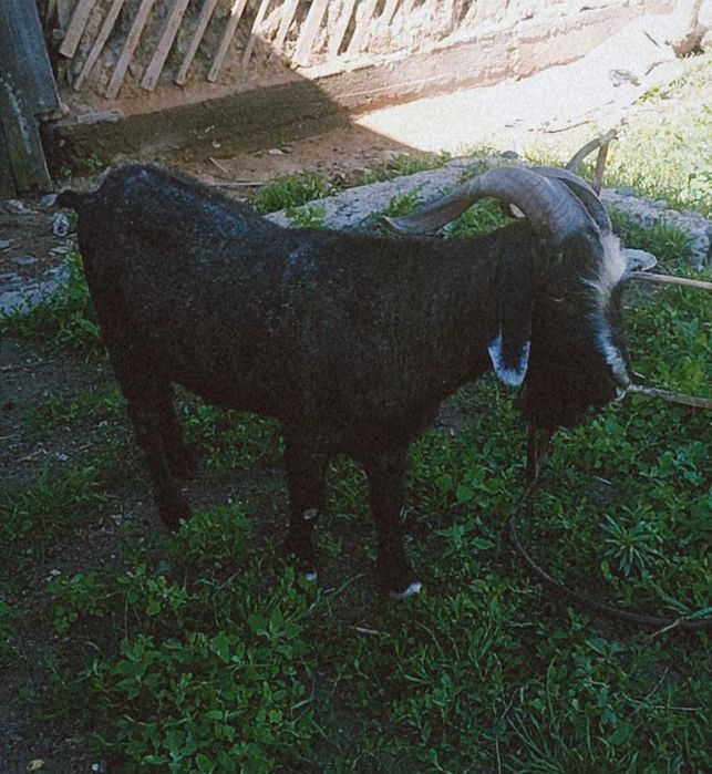 Продаётся козёл,ешкы сатылады 3 жасар