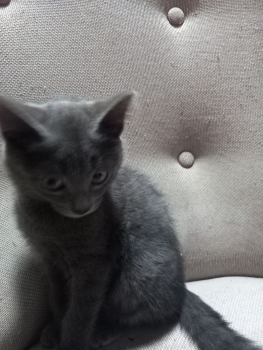 Отдам котика. 3м.
