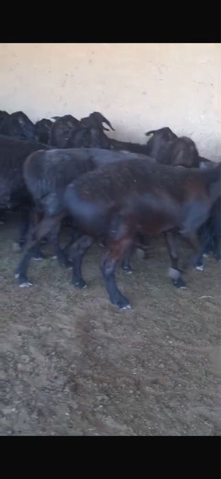 Буаз қойлар сатылады