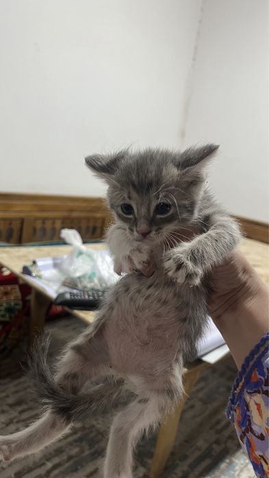 Котенок маленькие