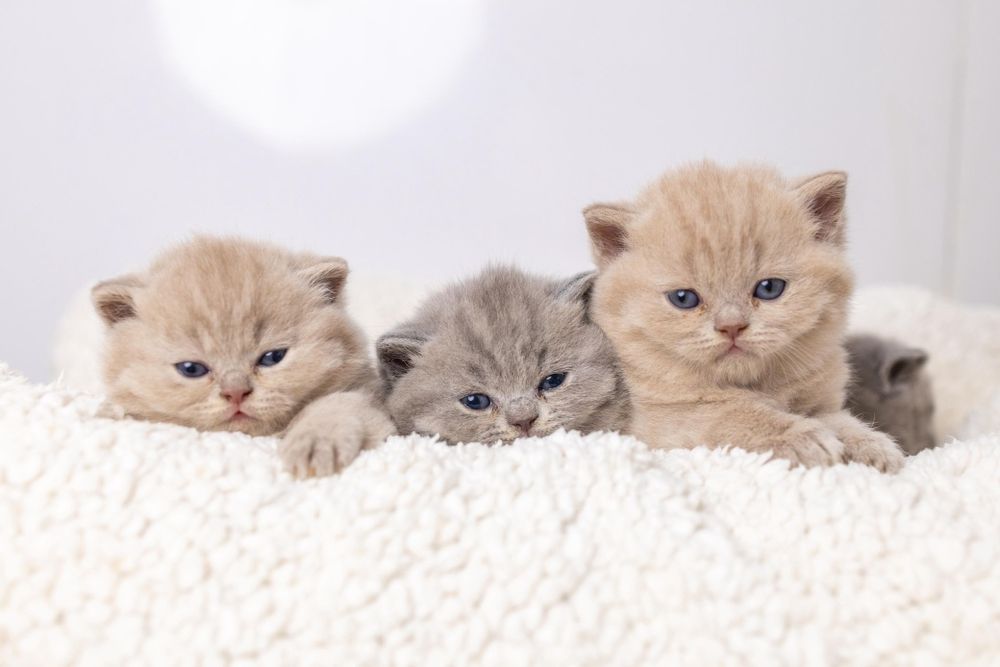 Британские котята классика