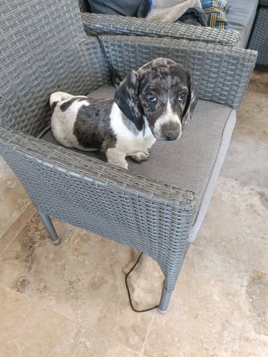 Teckel mini arlechin , tekel merle , dachshund mini