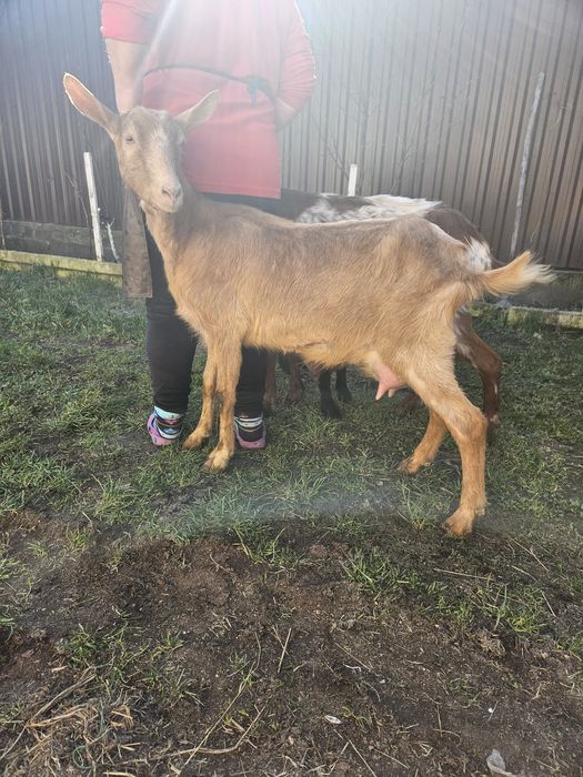 Capre de lapte metis alpina franceza cu saanen