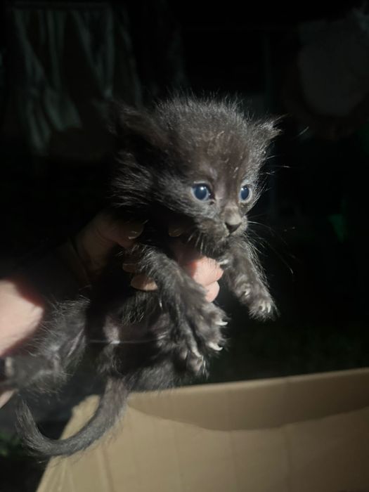 Бездомные котята ищут дом