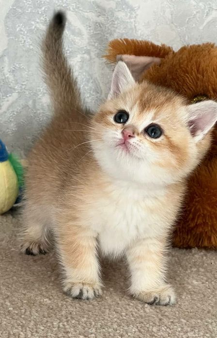 Британская золотая шиншилла девочка чистокровная